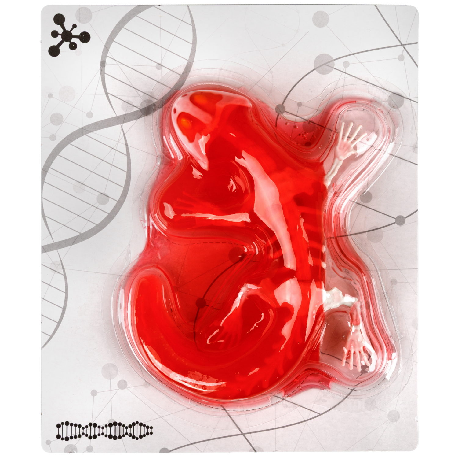 Игровой набор 1TOY LAB БИОсфера Познавательная анатомия Ящерица