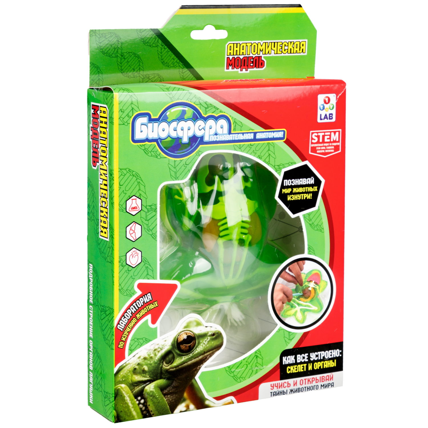 1TOY LAB "БИОсфера" - познавательная анатомия, Набор "Лягушка",19,5*4,5*23,5 см
