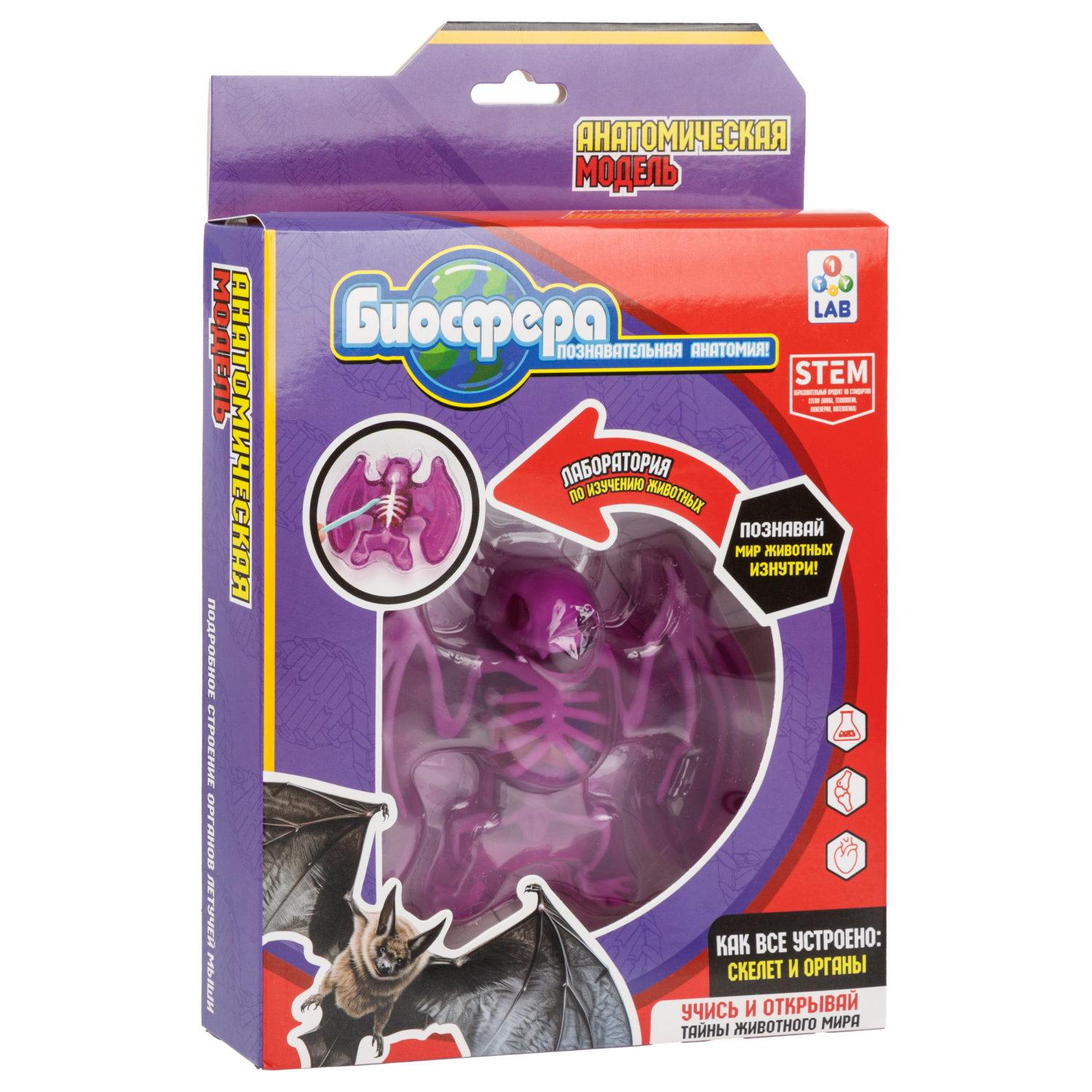 Игровой набор 1TOY LAB БИОсфера Познавательная анатомия Летучая мышь