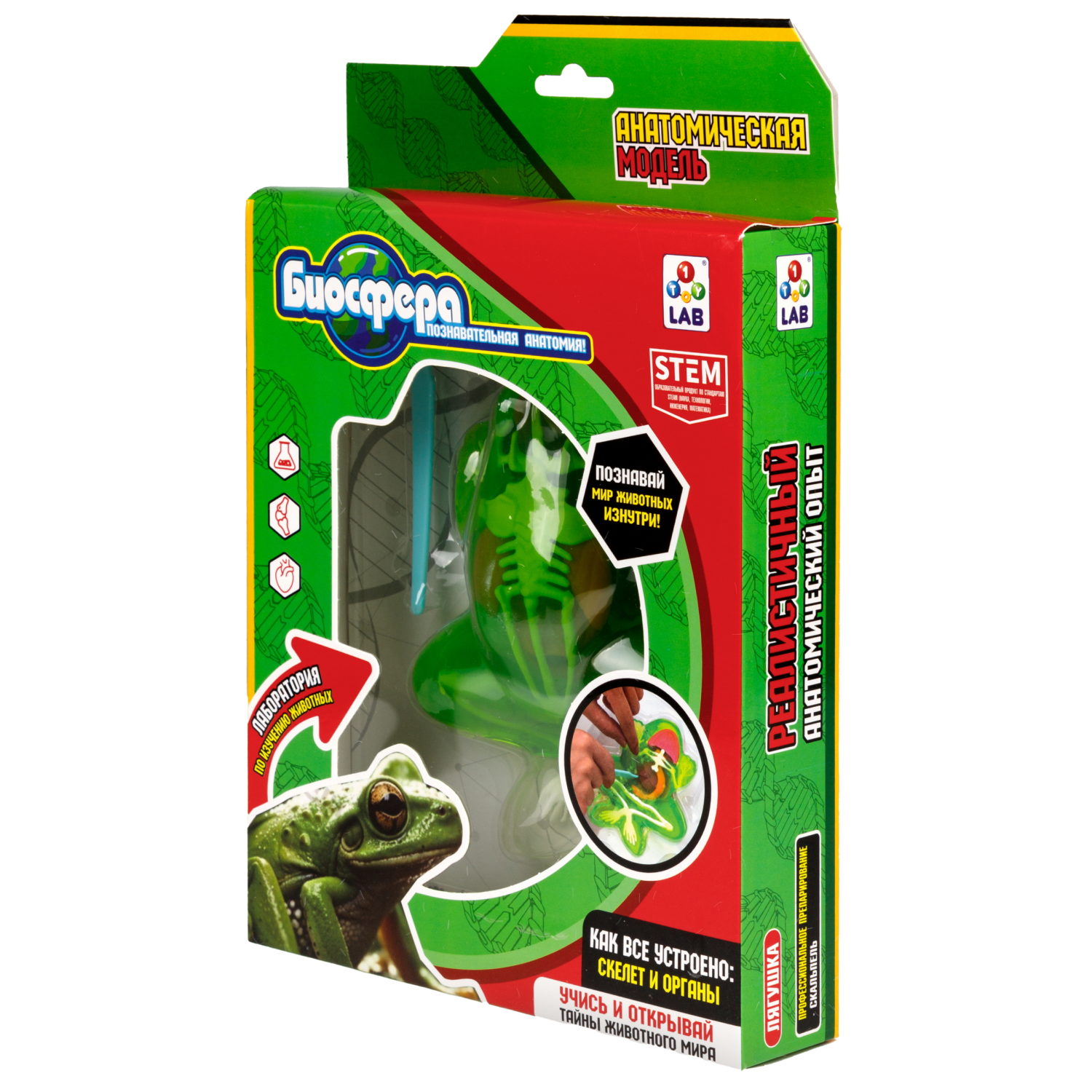 1TOY LAB "БИОсфера" - познавательная анатомия, Набор "Лягушка",19,5*4,5*23,5 см