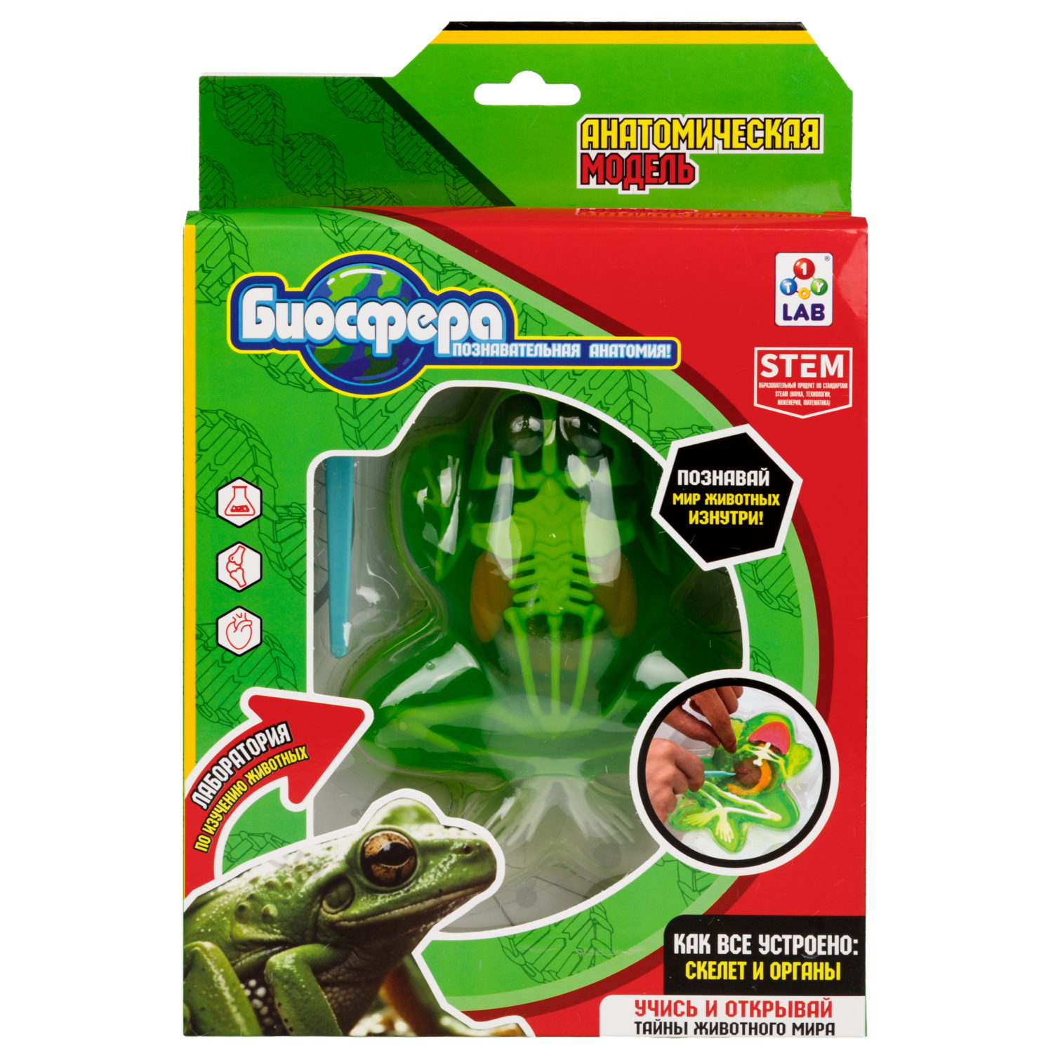 1TOY LAB "БИОсфера" - познавательная анатомия, Набор "Лягушка",19,5*4,5*23,5 см