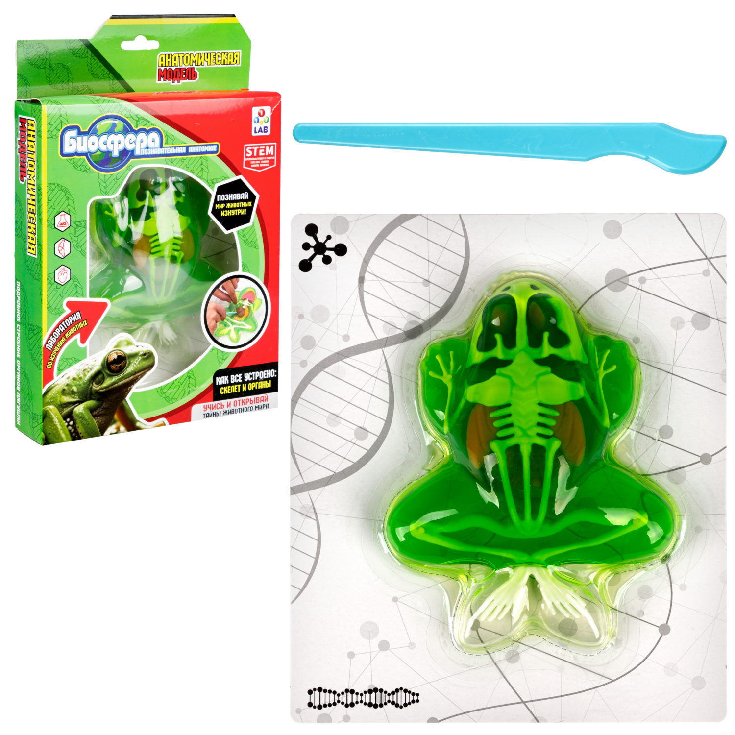 1TOY LAB "БИОсфера" - познавательная анатомия, Набор "Лягушка",19,5*4,5*23,5 см
