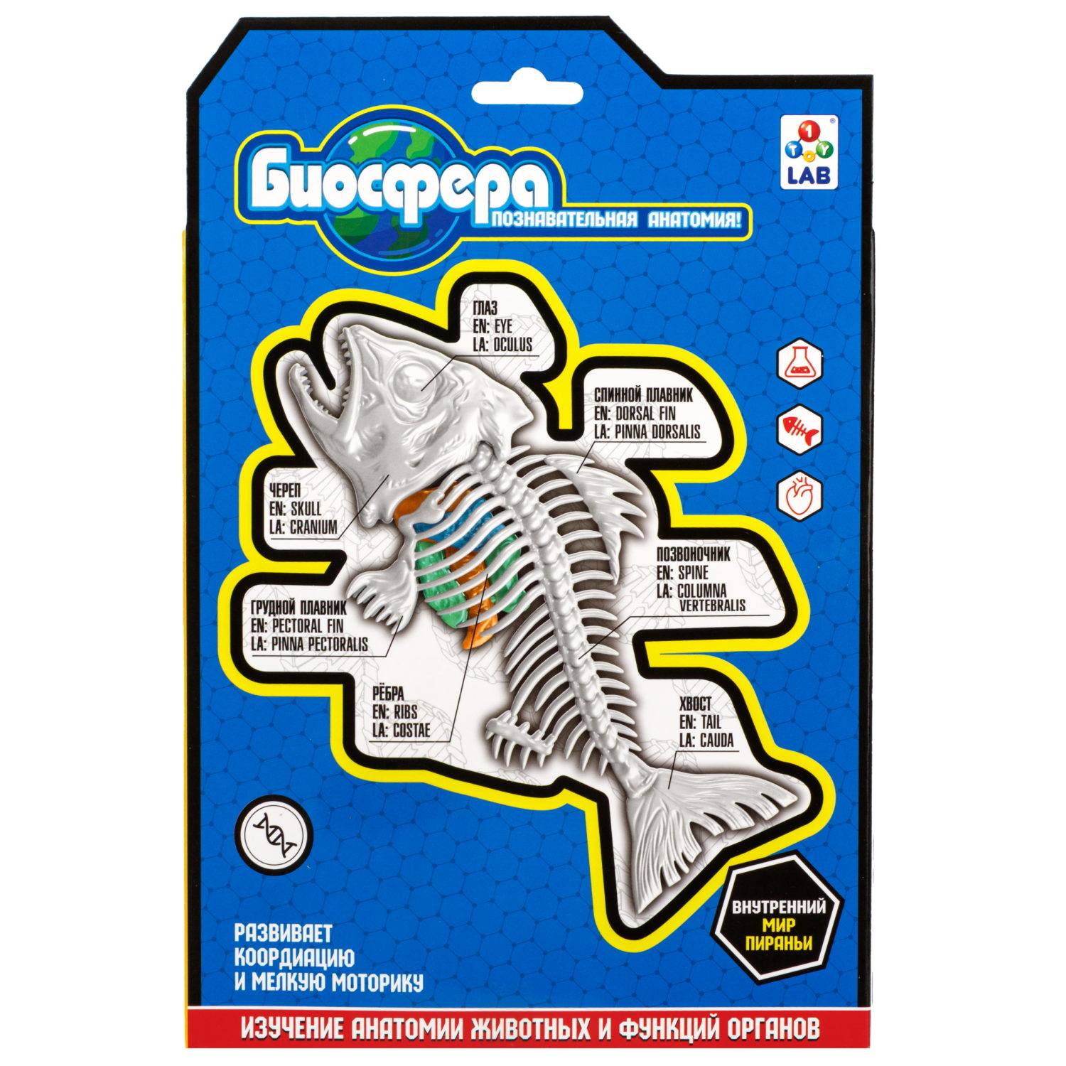 Игровой набор 1TOY LAB БИОсфера Познавательная анатомия Пиранья