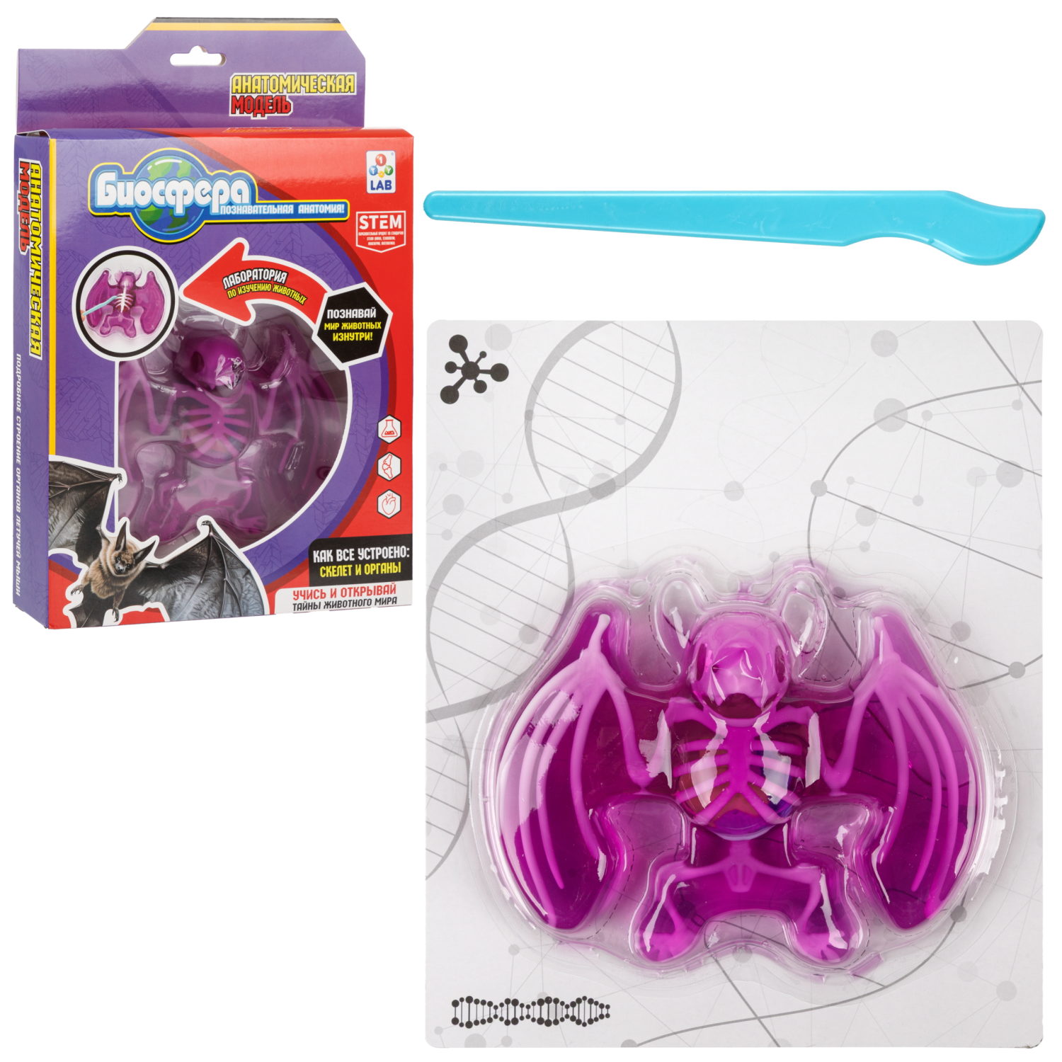 Игровой набор 1TOY LAB БИОсфера Познавательная анатомия Летучая мышь