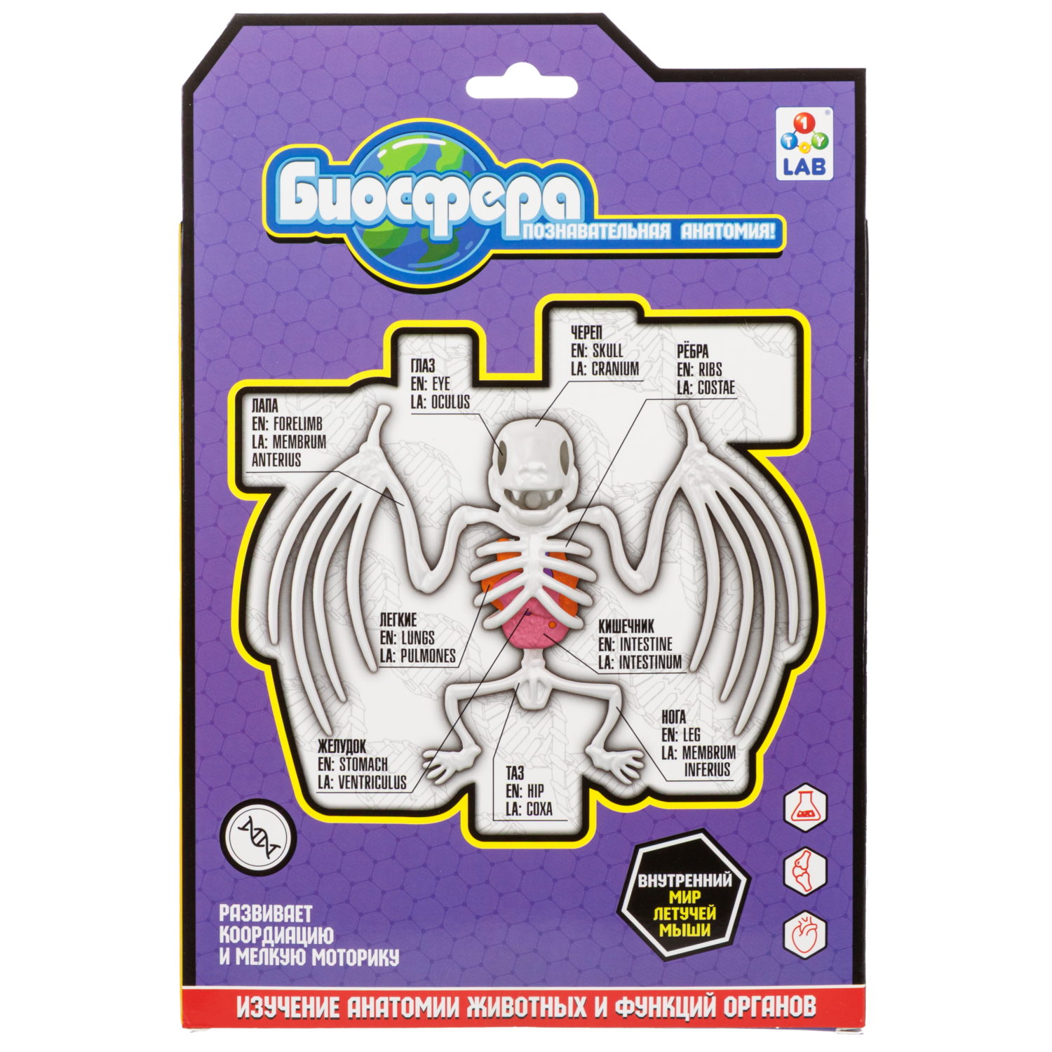 Игровой набор 1TOY LAB БИОсфера Познавательная анатомия Летучая мышь
