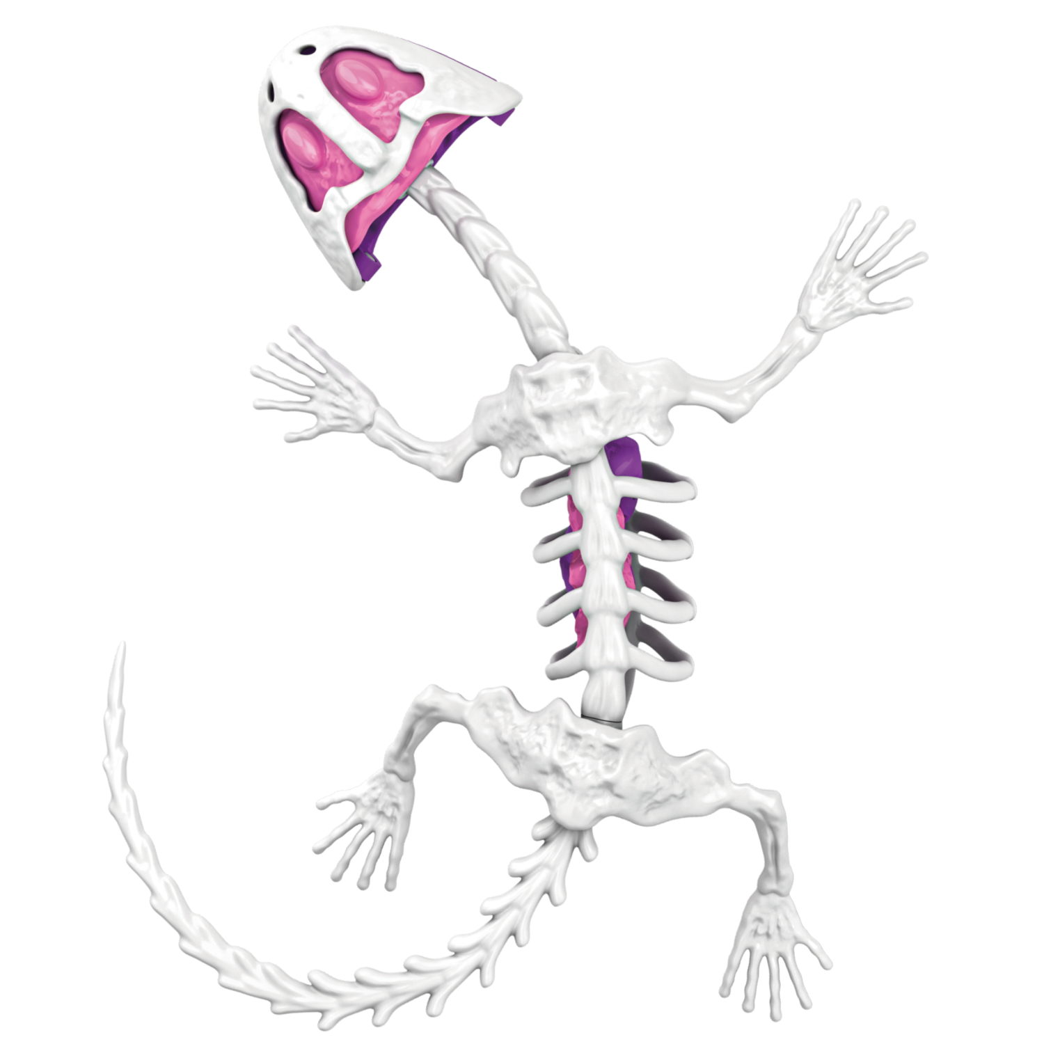 Игровой набор 1TOY LAB БИОсфера Познавательная анатомия Ящерица